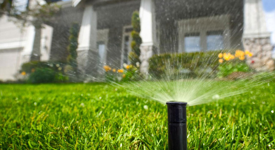 water from a sprinkler spraying over plants