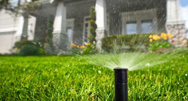 water from a sprinkler spraying over plants