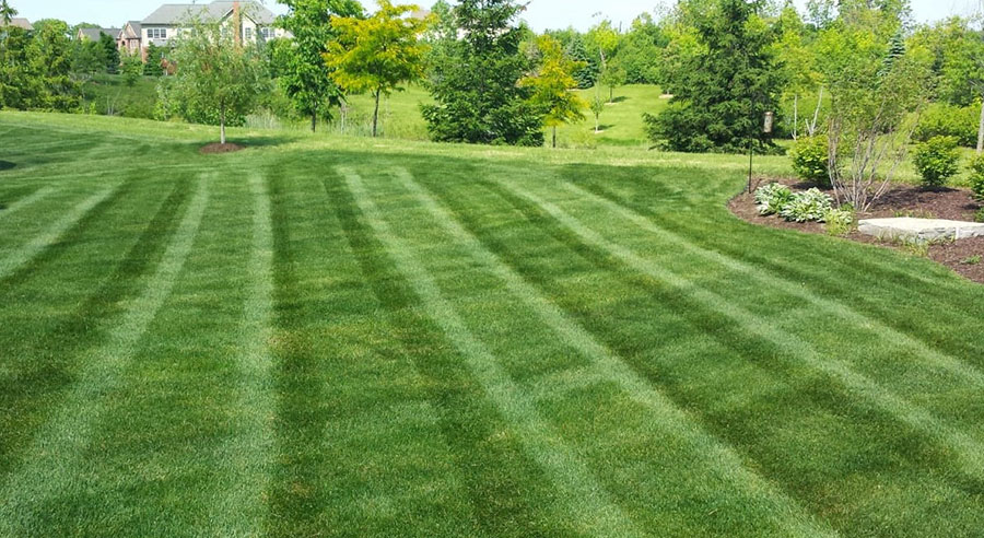up close shot of lawnmower cutting grass