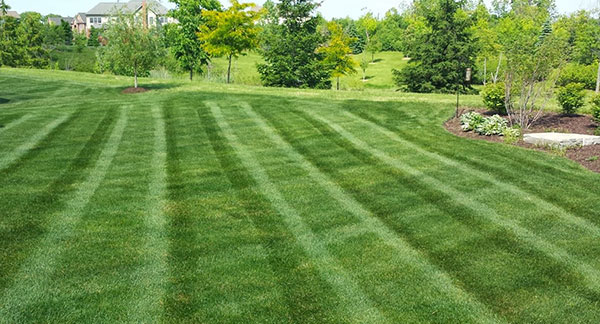 up close shot of lawnmower cutting grass