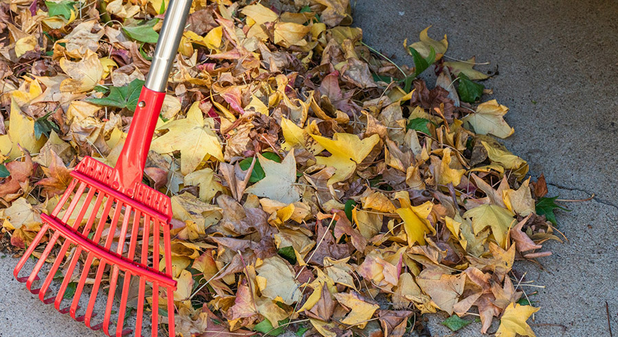 leaves covering lawn and sidewalk