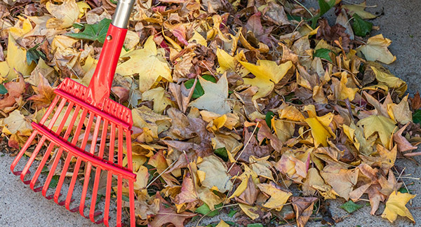leaves covering lawn and sidewalk