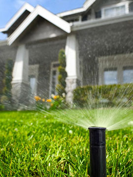 water from a sprinkler spraying over plants