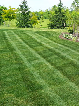 up close shot of lawnmower cutting grass