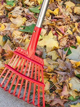 leaves covering lawn and sidewalk